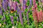 USA, Oregon. Garden in full bloom with bearded iris and Russell lupine. Art Print